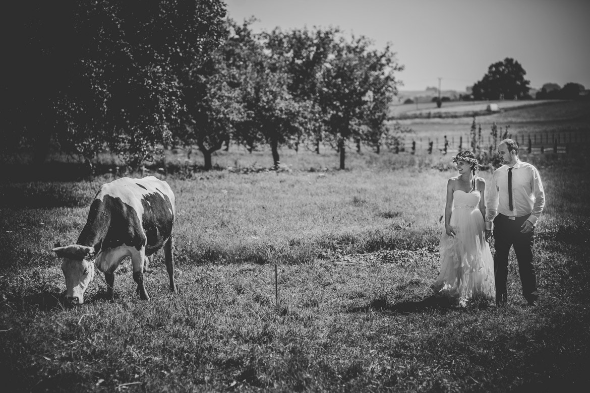 plener ślubny w słonecznikach