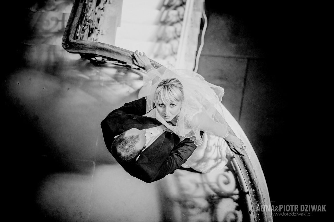 sesja ślubna krowiarki