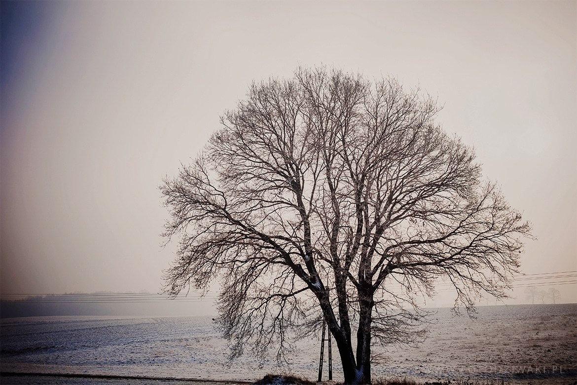 Natalia i Artur zimowy ślub_016