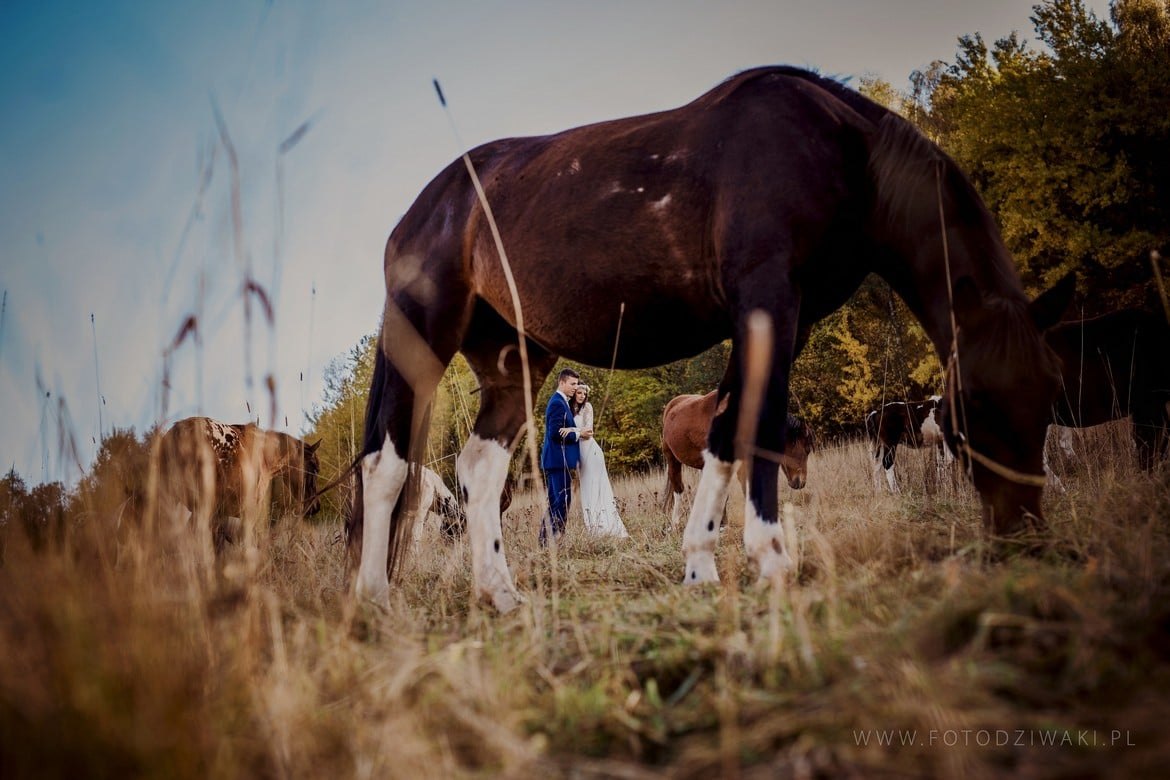 Ania i Arek plener na koniach_016