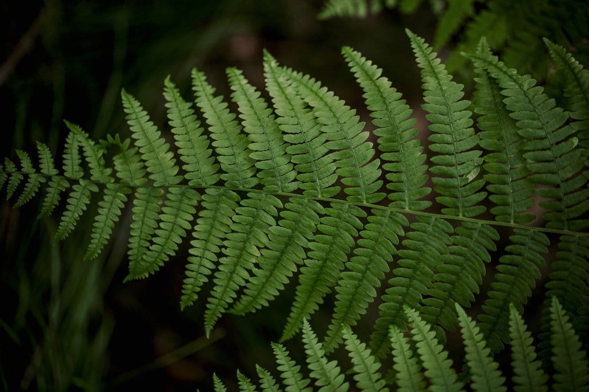 plener ślubny śląsk