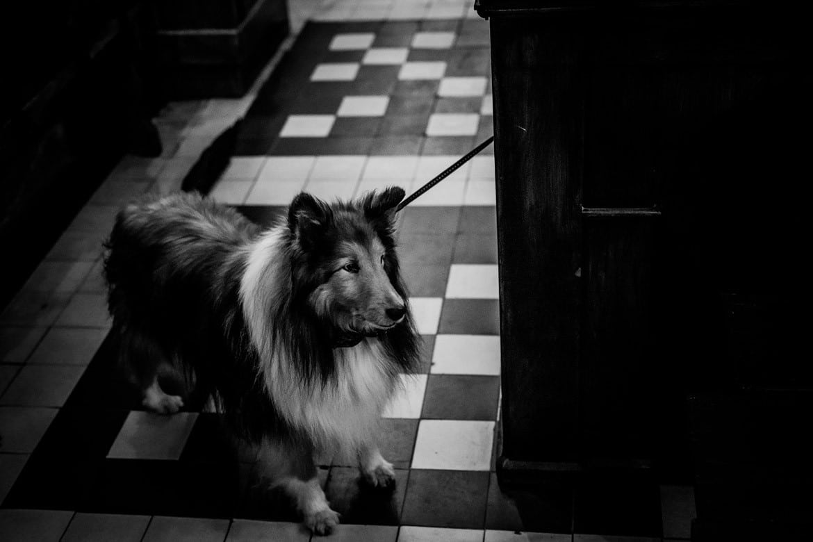 fotografia slubna zywiec