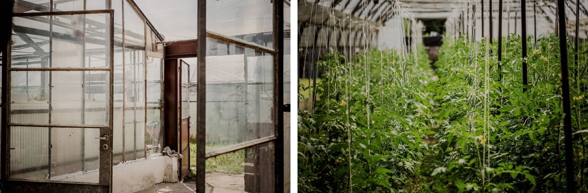 plener ślubny w szklarni