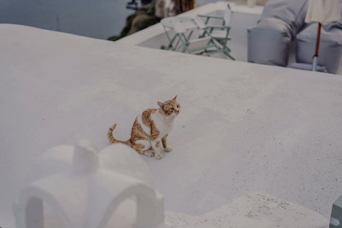 sesja zareczynowa santorini