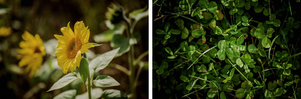 sesja brzyszkowa slask