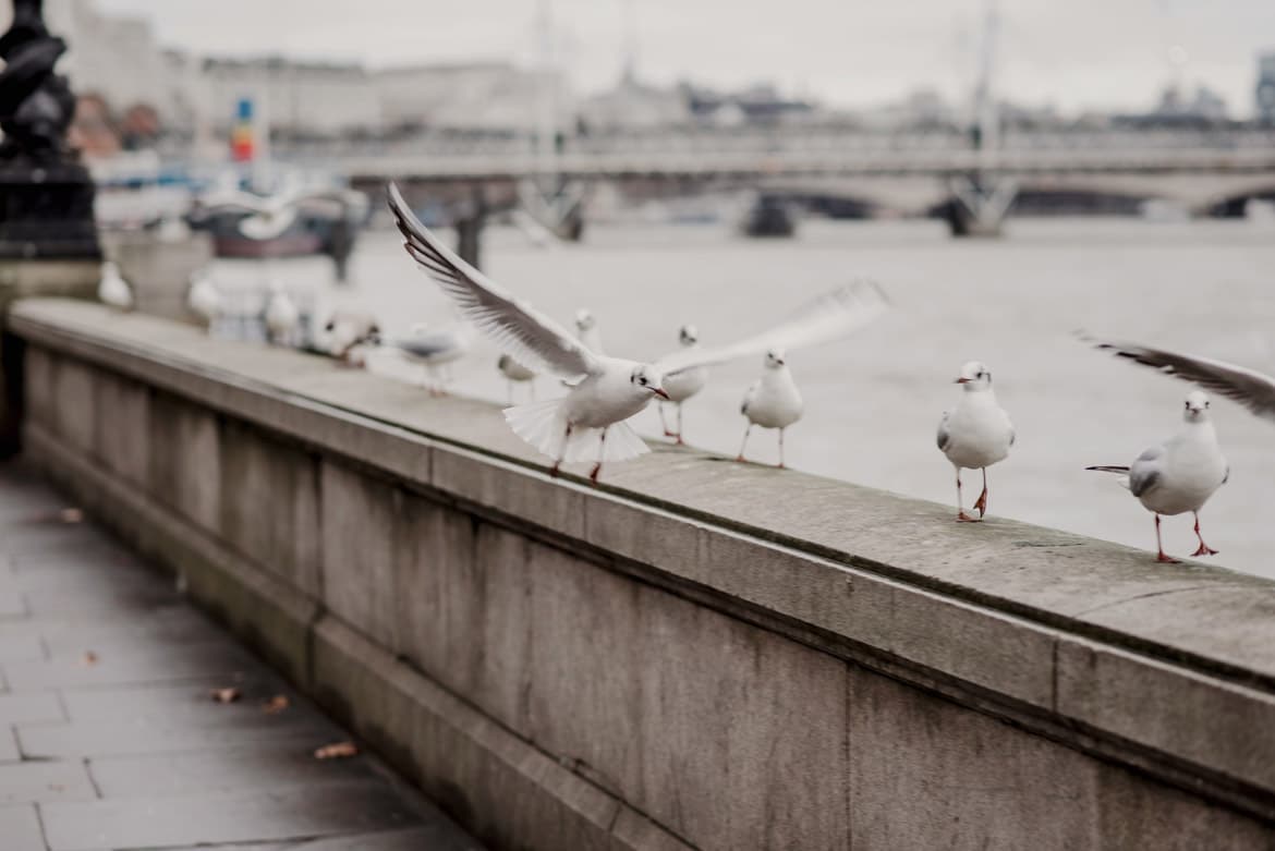 fotografia ślubna londyn
