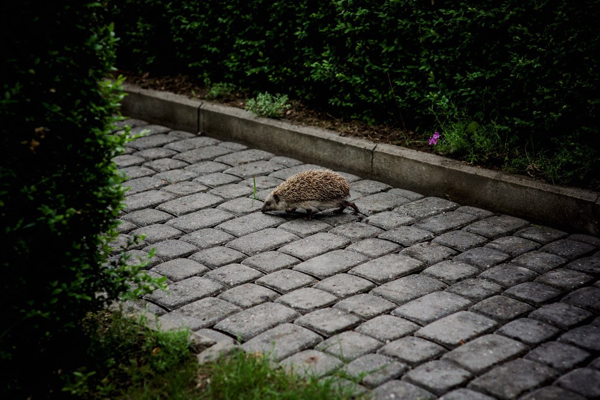 fotograf na ślub śląskie