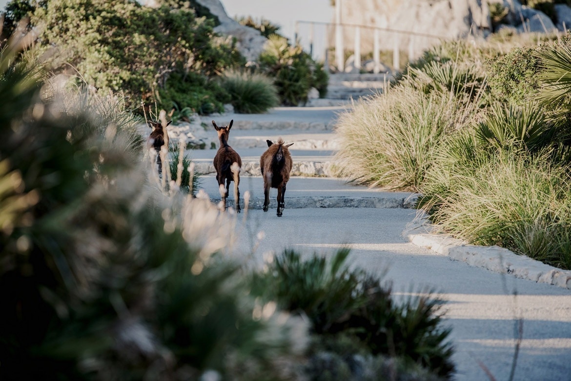 zdjecia slubne na majorce