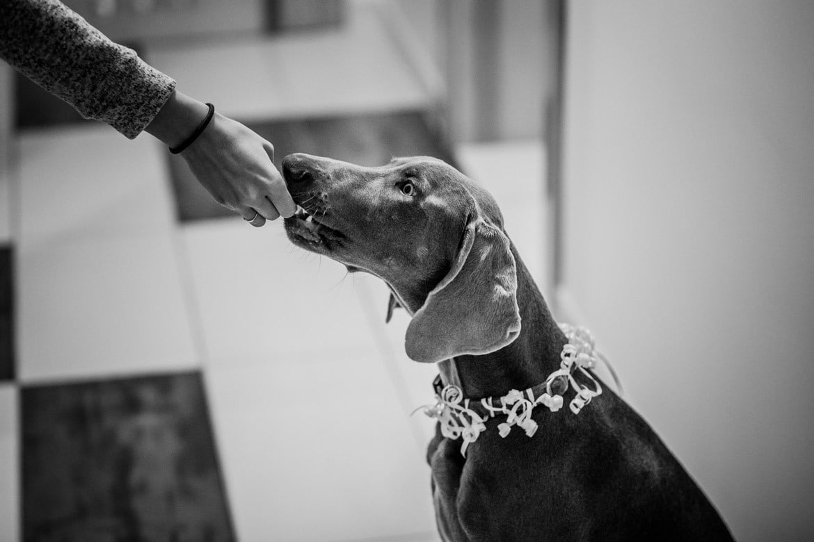 fotografia slubna slaskie