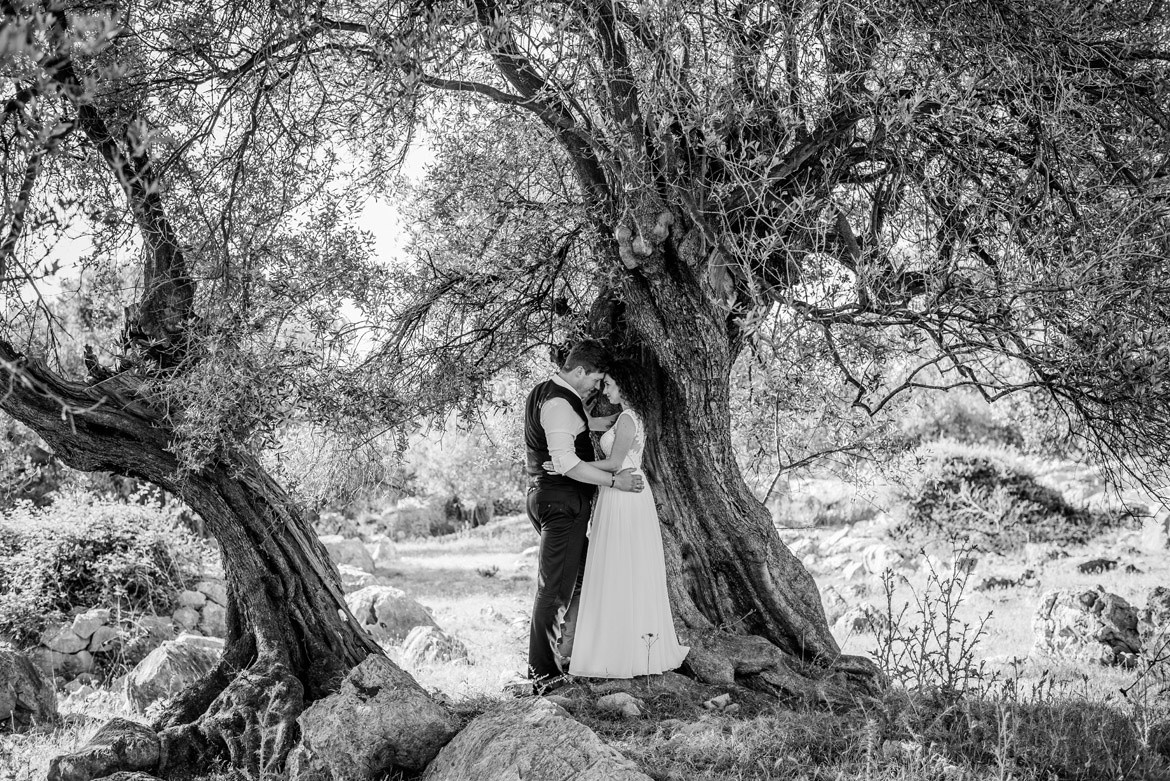 sesja slubna w gaju oliwnym