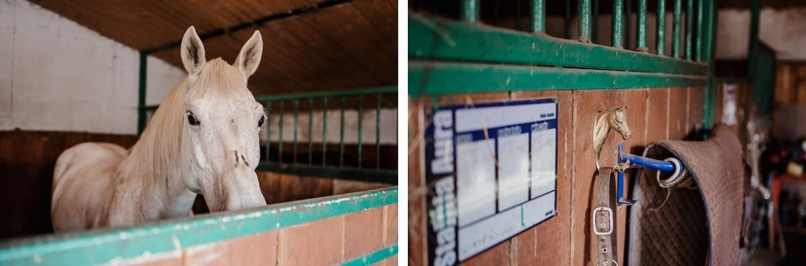 plener ślubny z końmi