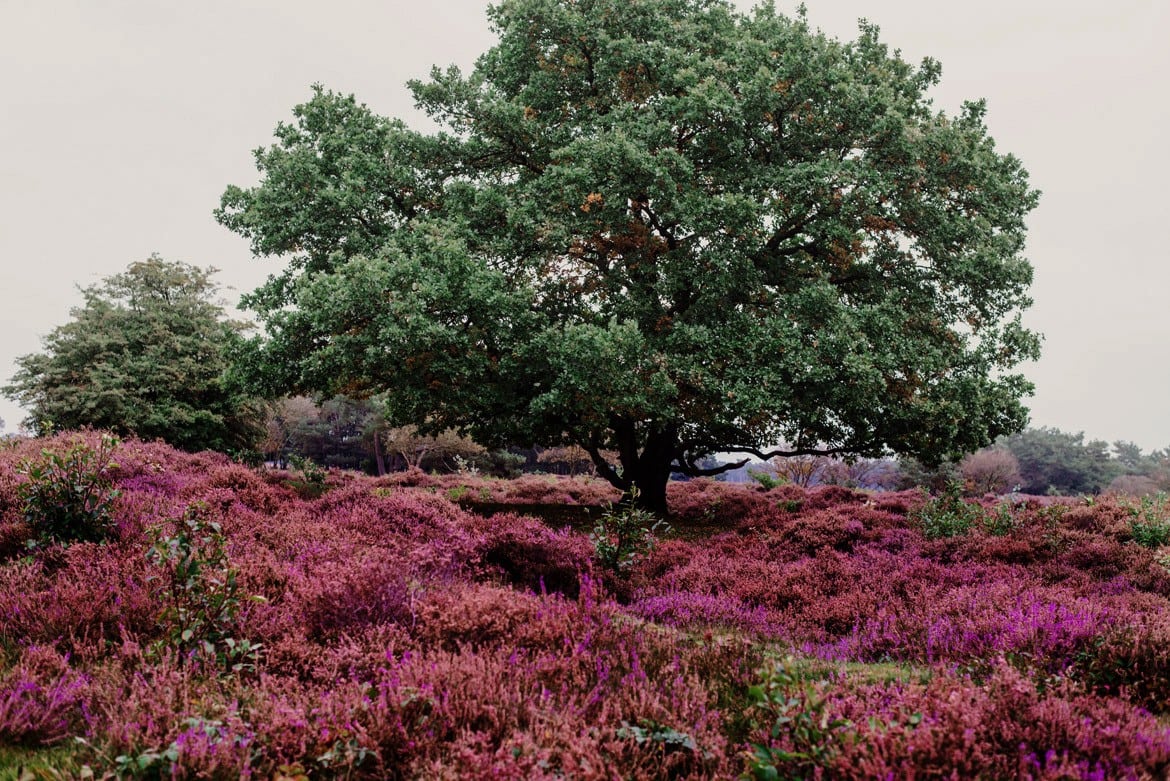 plener slubny w amsterdamie