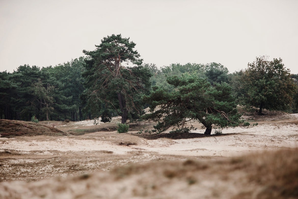 plener slubny w amsterdamie