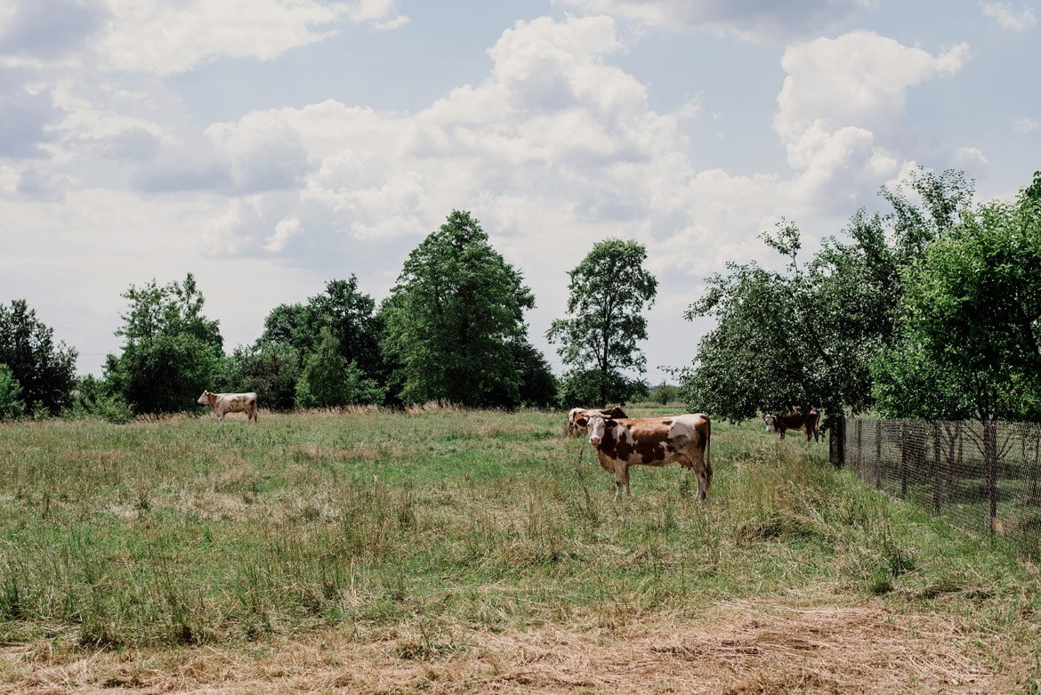 Tradycyjne polskie wesele