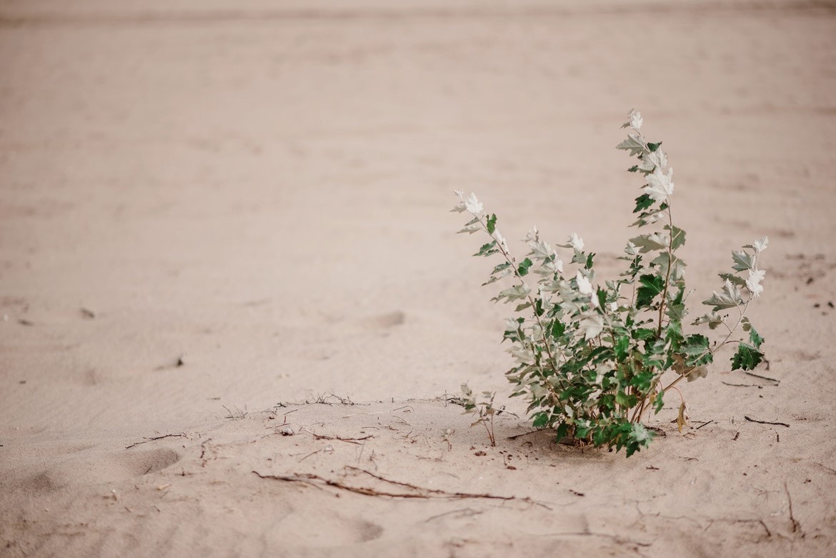sesja narzeczeńska na pustyni błędowskiej