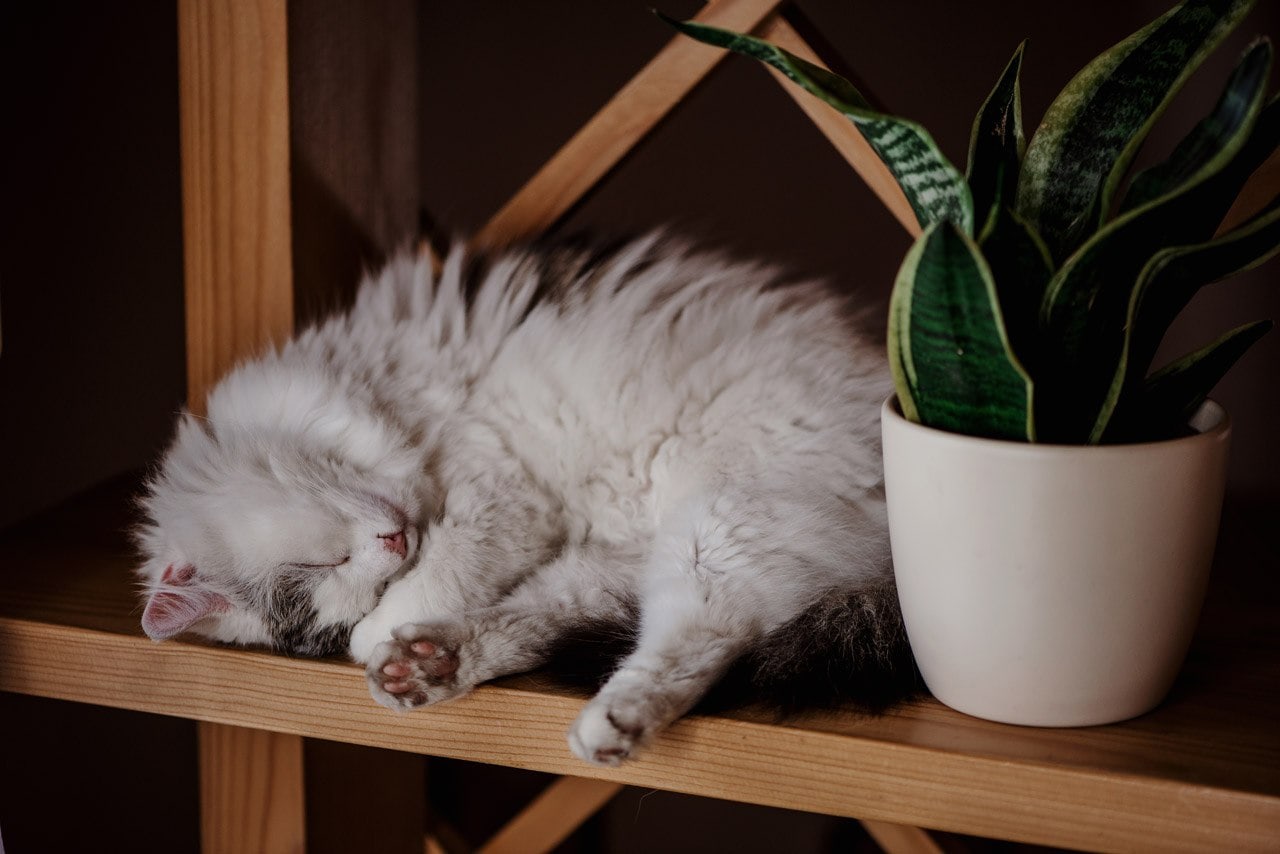 fotograf slub rydultowy