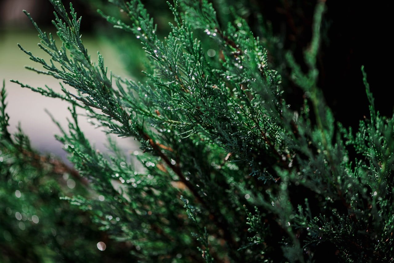 pomysly na jesienny slub