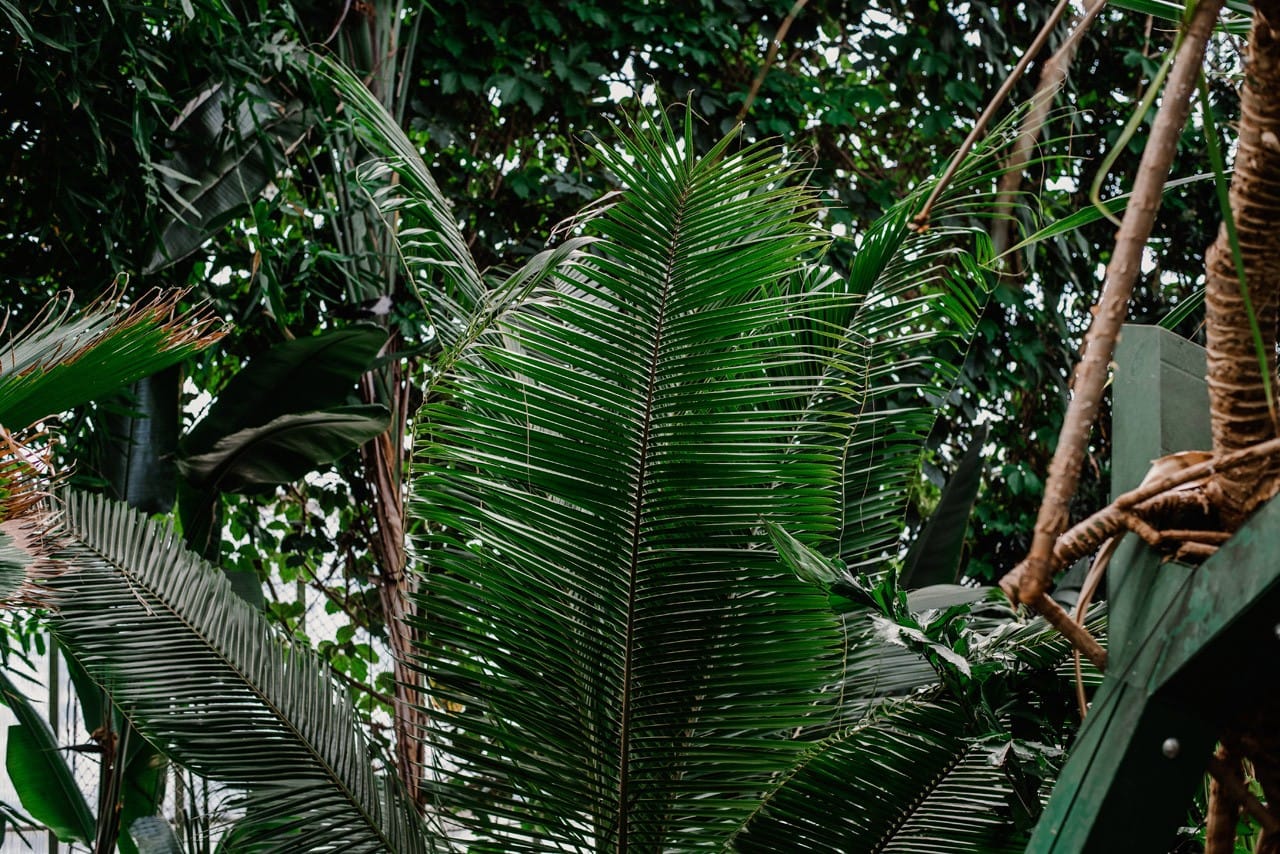 sesja narzeczenska w palmiarni